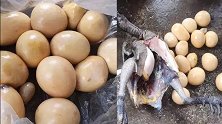 不可思议！老母鸡久未下蛋 剖开肚竟藏15枚软蛋