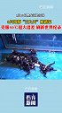 世界首例海豚抗住50度温差在哈尔滨安家