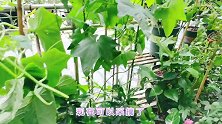 露台种菜，大丰收，全部采收，一家三口能吃好几顿