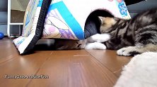 好皮的小猫咪们啊，这不安分的小爪爪，真是可爱极了！