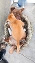 猫：还是狗哥这床上睡着舒服！