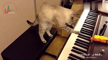 钢琴家的猫就是不一样,不光会弹钢琴还能弹出调调