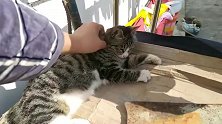 狸花猫：想撸猫就撸猫，这日子过得真太舒服了