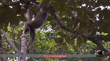 猴子也喜好“女色”镜头记录猴子流氓一幕，简直不要太搞笑