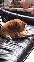 猫：吃撑了，好累呀！