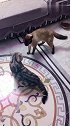 猫：天天就知道玩，也不抓几只老鼠回来！