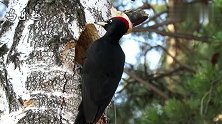 厉害的啄木鸟，把大树掏了这么大一个洞，在里面繁殖后代