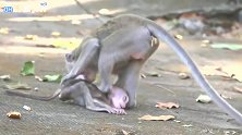 母猴对小猴又踹又打，在地上磨，小猴子经历了它不该经历的！