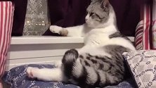 活成大爷一样的猫咪，坐着看电视，还拍着桌子让上茶！