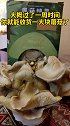 这个视频耗时一星期才拍完。过程还是比较有意思的。这个价格我感觉吃几顿也能回本。种蘑菇 家居 带娃 好玩