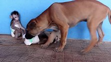 狗狗最看不惯猴子装逼，尿不湿是你穿的吗？叼起猴子一顿狂甩！