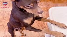 狗狗为了能吃到鸡肉忍痛跟女主交换玩具，刚吃完就变脸，太逗了