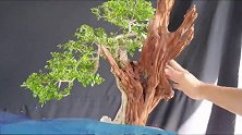 网友：“真残忍”！雕刻机在盆景树桩上雕刻、穿孔，还能成活吗？
