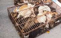 拦截运猫车 700只猫被运往外地当食材