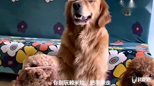 金毛和泰迪“顶零食”比赛，金毛耍赖把泰迪的零食碰掉，心机狗
