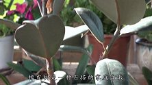 百搭绿植橡皮树，安全越冬要看这3点，做到位了你也能种得很好