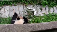 大熊猫捉鸟没捉到，反而被鸟啄的往后退，好丢脸