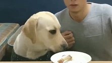 主人套路太深，一眨眼鸡腿变成了骨头，拉布拉多瞬间就凌乱了