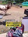 江西赣州：一疯牛撞翻村民后逃跑，路人出动铲车制服