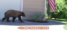 大棕熊气势汹汹敲主人家窗户，不料被一个饼子收买，请憋住别笑