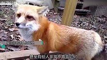 60岁老人在狐狸群生活了20年，能听懂狐语，狐狸对他言听计从