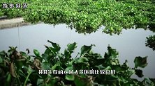 以前入侵中国的水葫芦，现在怎么没了？水葫芦：还是败给中国吃货