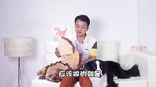 伊丽莎白圈等于耻辱圈？狗狗养伤期间也要保持萌萌哒！