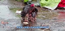 母鸡大雨中张开羽翼保护小鸡，被淋成“落汤鸡”网友：感人