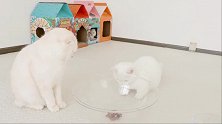 小奶猫玩心太重，从早到晚根本闲不下来！你们家的猫咪也这样吗？