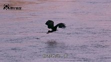 老鹰空中俯冲而下，抓到一头小野猪，却发现猎物太重飞不动
