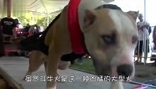 被称为人造恶魔的比特犬，曾经还作为保姆犬，让人匪夷所思
