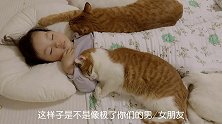 猫咪们表亲昵各显身手，半橘蹭手全橘蹭脸，今日睡播超有亮点