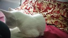 好乖巧的猫咪啊，看这好奇的小样子，真是想养一只呢！