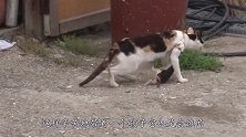 流浪猫妈妈被渔网缠住，忍痛喂养幼崽命悬一线，结果太感人！