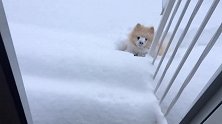 狗狗很喜欢下雪天，在雪堆里肆意玩耍，放飞自我！