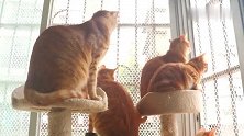 小猫在窗边学鸟叫，一开口把我镇住了，小猫咪词汇量原来这么丰富