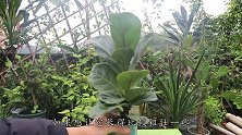网红花卉琴叶榕这样养，两三年长成粗壮大树杆