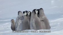 当海燕从天而降时，小企鹅立刻挺身而出保护同伴，镜头记录全过程