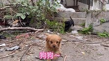 瘦骨嶙峋的母狗带孩子迎接好心人，孩子终于吃上肉，母狗感激流泪