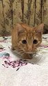 猫：太热了，我在这儿蹲会儿！