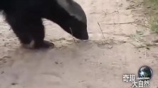 蜜獾追踪大蟒蛇