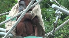 雨天，披着麻袋的猩猩看起来很惬意，聪明的动物就是会过日子！