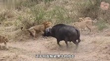 黑牛被狮子包围，关键时刻牛群冲了过来，替黑牛解围护送离开