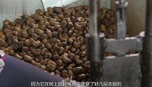 腰果虽然好吃，剥腰果的人受很大的罪，过程也是“非常残忍”的