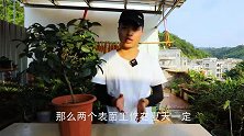 茶花有花苞以后，2个表面工作经常做，花苞数量翻倍