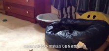 黄鼠狼遇上猫咪，黄鼠狼完败，镜头拍下全过程