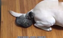 猫狗大战逐渐进化大白热阶段,彼此之间势不两立,真的是太搞笑了
