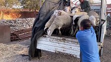老五要成规模的搞养殖，又运回来18只肉羊，有两只大公羊真叫好