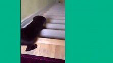 看这只狗狗爬楼梯要笑死了，还会倒着爬楼梯，主人懵呆了