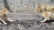 两头雄狮拔河比赛，拉不过我就坐地上，反正裁判也不管